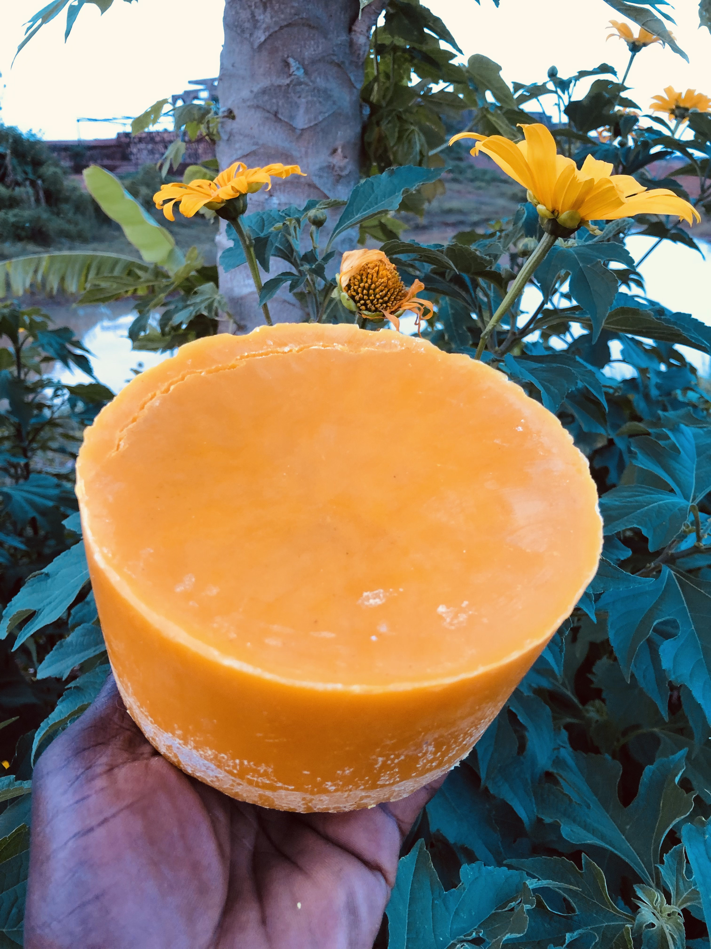 A solid golden block of beeswax held in hand