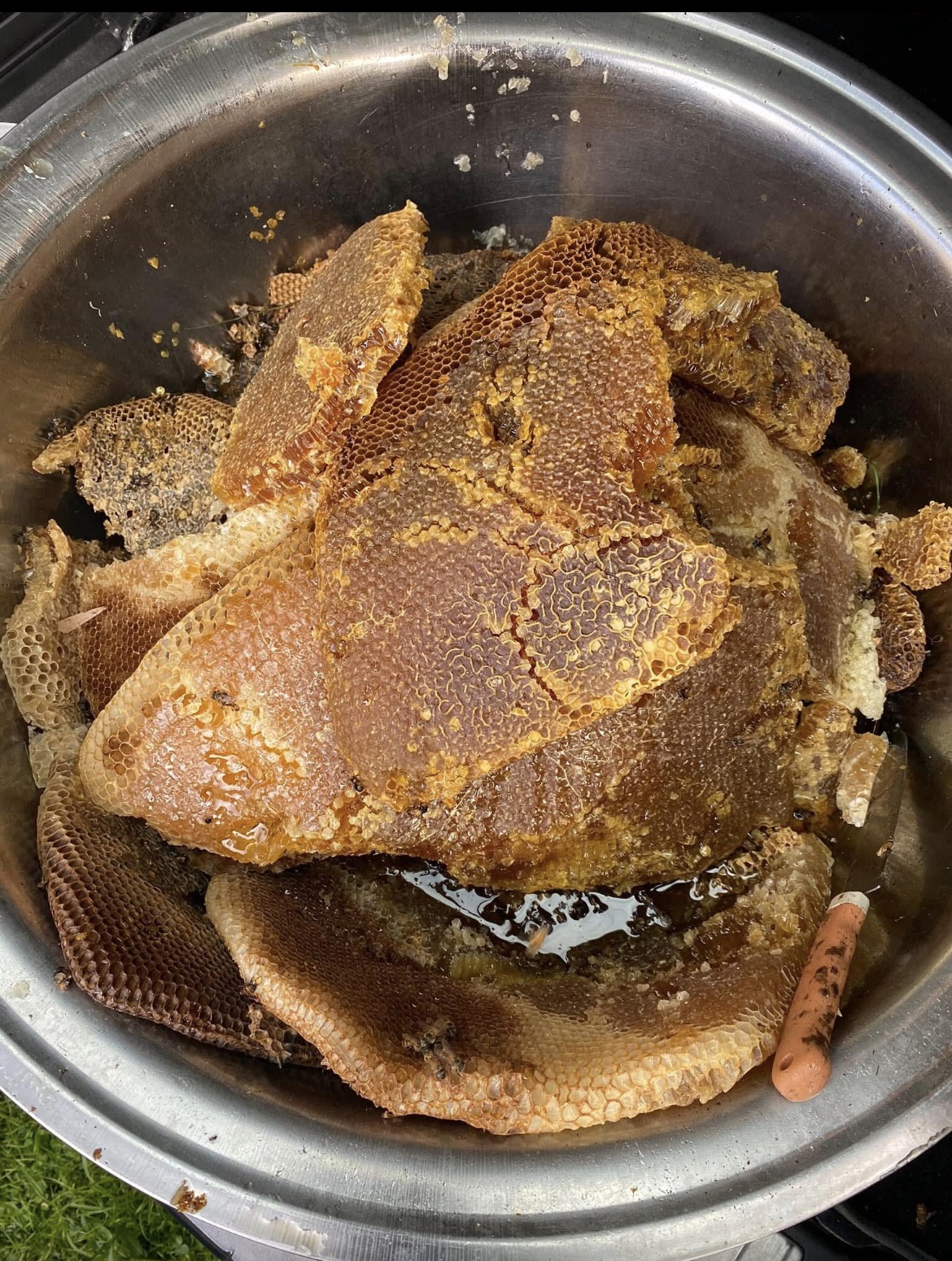 Fresh honeycomb harvested in a steel bowl